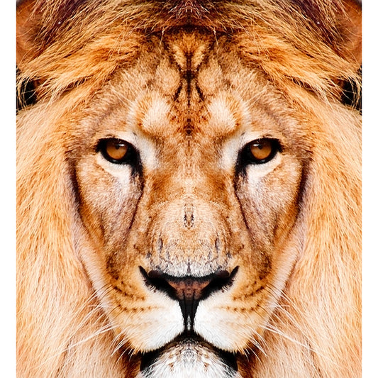 Close-Up of Lion Face Mural Decal Brown Modernist Wall Decoration for Boys Bedroom Clearhalo 'Wall Decor' 'Wall Mural' 1508423