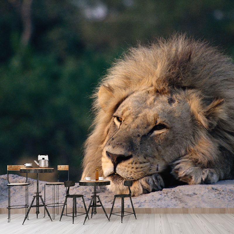 Lion Having A Doze Mural Wallpaper Modern Non-Woven Fabric Wall Covering in Brown Brown Clearhalo 'Wall Decor' 'Wall Mural' 1508425