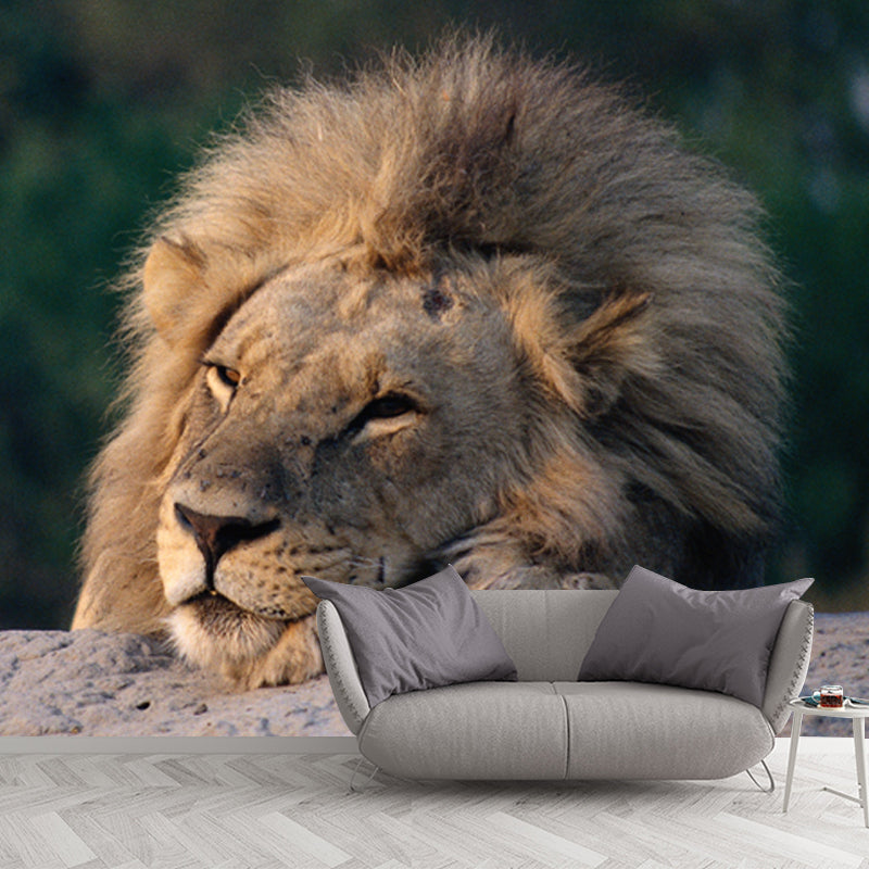 Lion Having A Doze Mural Wallpaper Modern Non-Woven Fabric Wall Covering in Brown Clearhalo 'Wall Decor' 'Wall Mural' 1508426