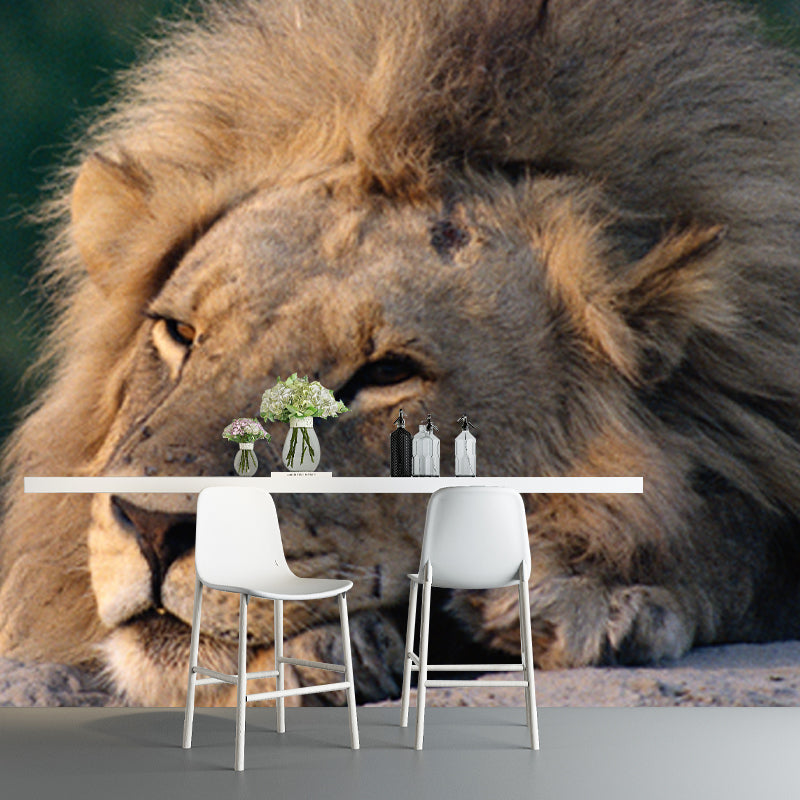 Lion Having A Doze Mural Wallpaper Modern Non-Woven Fabric Wall Covering in Brown Clearhalo 'Wall Decor' 'Wall Mural' 1508427