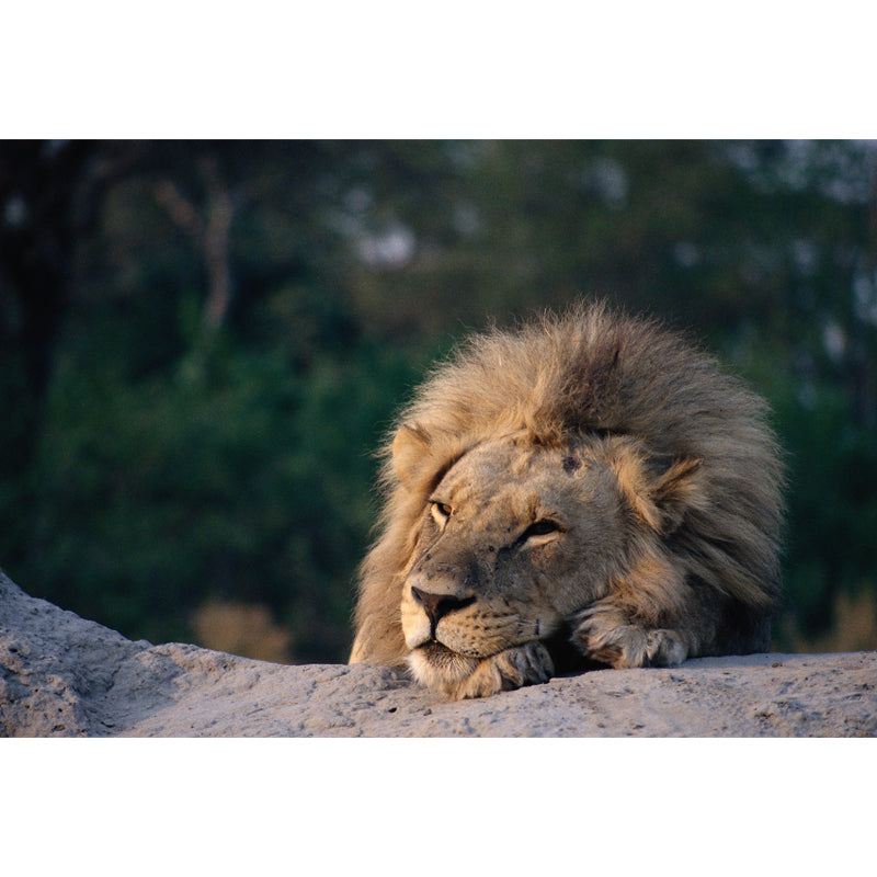 Lion Having A Doze Mural Wallpaper Modern Non-Woven Fabric Wall Covering in Brown Clearhalo 'Wall Decor' 'Wall Mural' 1508428