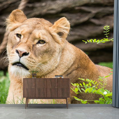 Large Female Lion Wallpaper Mural Stain-Resistant Modern Bedroom Wall Art in Brown Brown Clearhalo 'Wall Decor' 'Wall Mural' 1508430