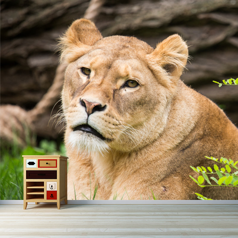 Large Female Lion Wallpaper Mural Stain-Resistant Modern Bedroom Wall Art in Brown Clearhalo 'Wall Decor' 'Wall Mural' 1508431