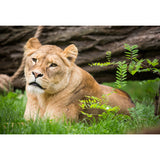 Large Female Lion Wallpaper Mural Stain-Resistant Modern Bedroom Wall Art in Brown Clearhalo 'Wall Decor' 'Wall Mural' 1508433