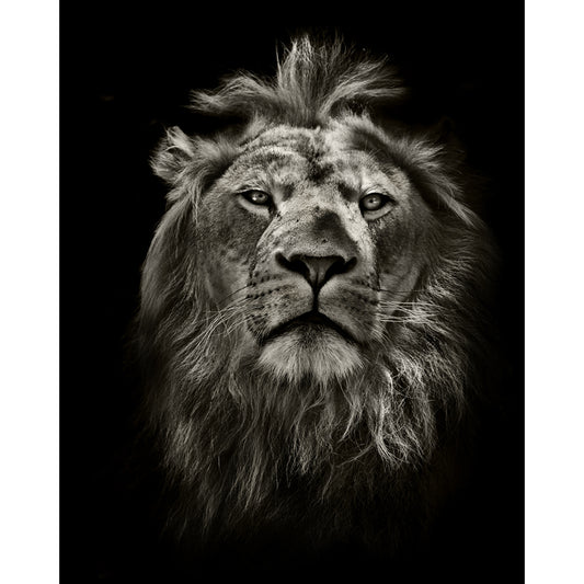 Full-Size Lion Face Mural Decal in Black Non-Woven Material Wall Covering, Washable, Custom Size Clearhalo 'Wall Decor' 'Wall Mural' 1508443