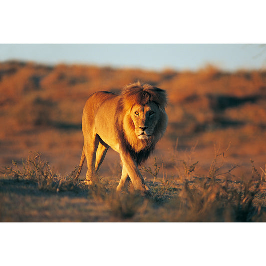 Smooth Whole Brown Mural Modern Lion Walk in the Sunset Wall Covering, Custom Print