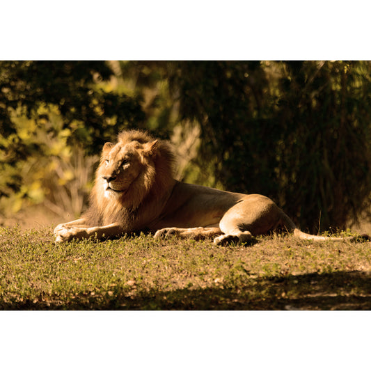 Photography Lion Taking Sunbath Mural for Bedroom, Brown, Personalized Size Available Clearhalo 'Wall Decor' 'Wall Mural' 1508508