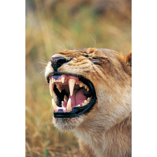 Modern Animal Close-Up Mural Brown Roaring Lion Wall Art for Bedroom, Custom Made