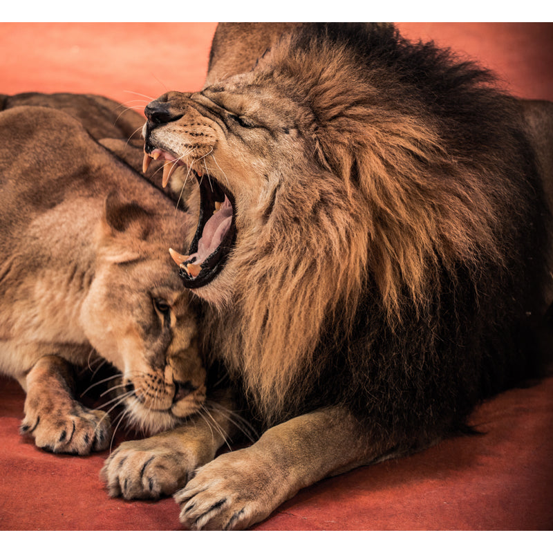 Brown Sleepy Lions Mural Wallpaper Moisture Resistant Wall Covering for Accent Wall Clearhalo 'Wall Decor' 'Wall Mural' 1508528