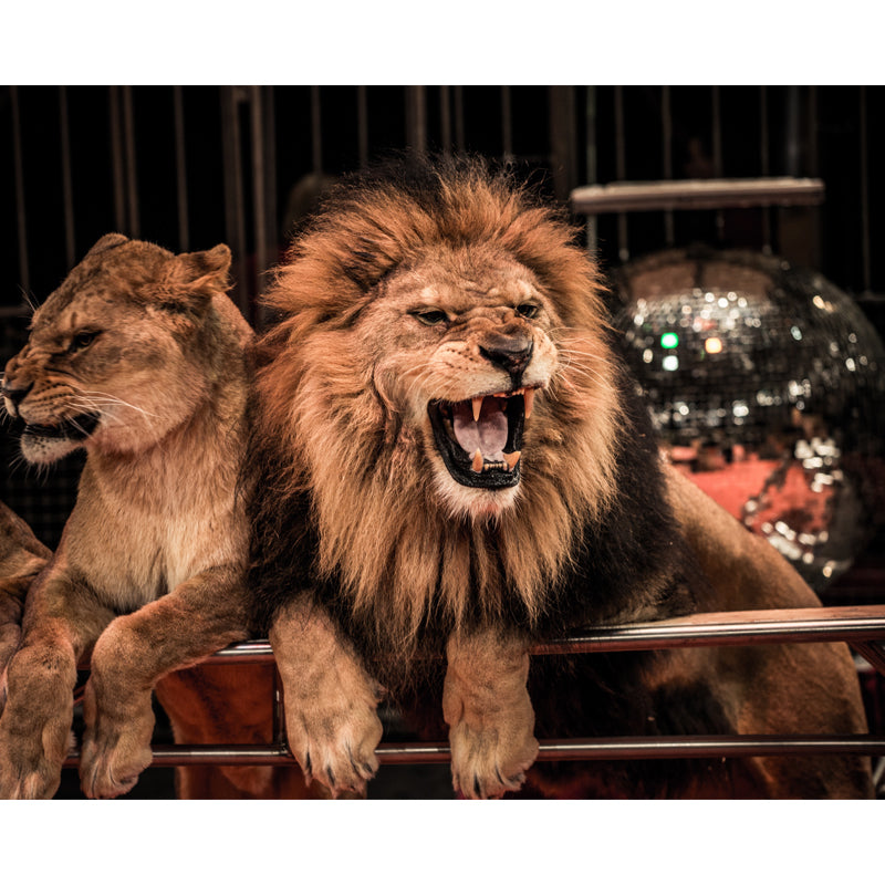 Modern Circus Lions Roaring Mural Brown Living Room Wall Decoration, Made to Measure Clearhalo 'Wall Decor' 'Wall Mural' 1508538
