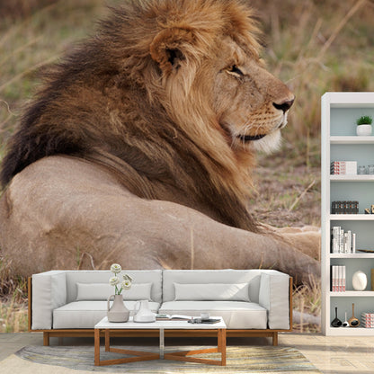 Lion Lies in Savanna Mural Brown Modern Wall Art for Bedroom, Customized Size Available Brown Clearhalo 'Wall Decor' 'Wall Mural' 1508545