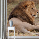 Lion Lies in Savanna Mural Brown Modern Wall Art for Bedroom, Customized Size Available Clearhalo 'Wall Decor' 'Wall Mural' 1508546