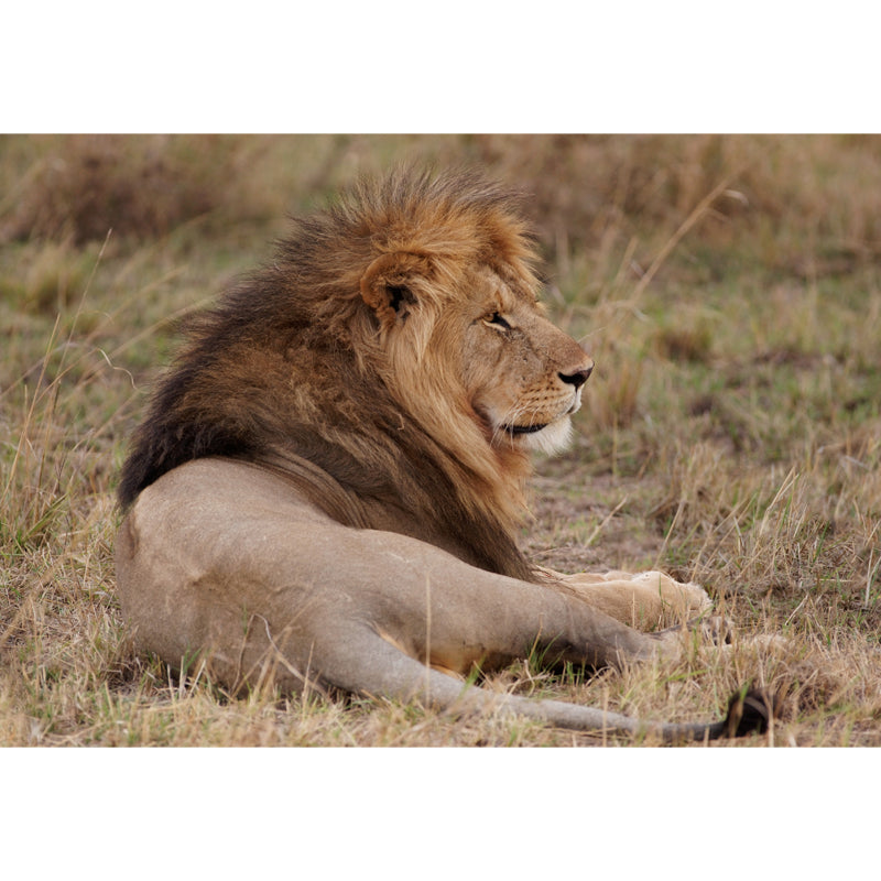 Lion Lies in Savanna Mural Brown Modern Wall Art for Bedroom, Customized Size Available Clearhalo 'Wall Decor' 'Wall Mural' 1508548