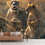 Huge Modern Wallpaper Mural Brown Female Lions Lying on Ground Wall Covering, Custom Made Clearhalo 'Wall Decor' 'Wall Mural' 1508556
