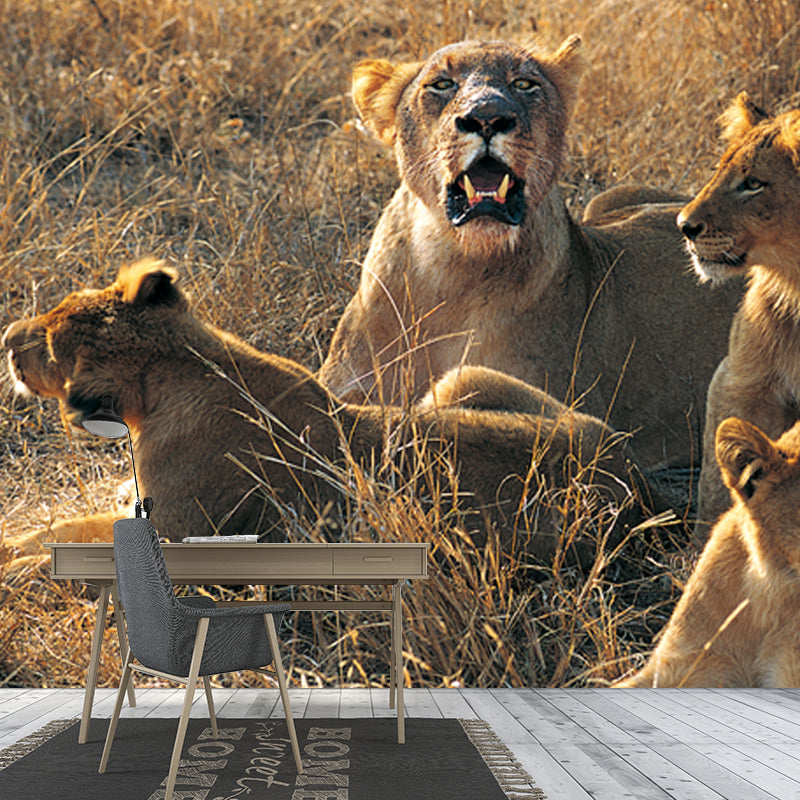 Huge Modern Wallpaper Mural Brown Female Lions Lying on Ground Wall Covering, Custom Made Clearhalo 'Wall Decor' 'Wall Mural' 1508557