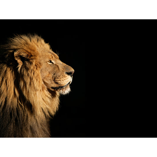 Brown Lion Side-Face Mural Wallpaper Water Resistant Wall Decor for Bedroom, Optional Size Clearhalo 'Wall Decor' 'Wall Mural' 1508568