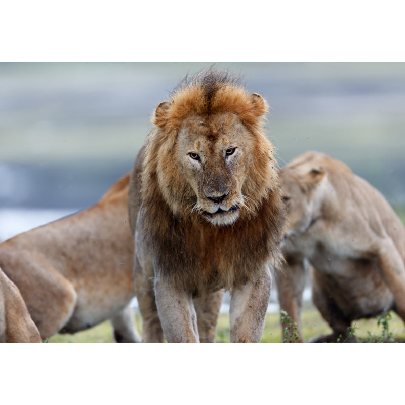 Non-Woven Big Brown Mural Modern Lion Wall Covering for Living Room, Custom Size Clearhalo 'Wall Decor' 'Wall Mural' 1508573