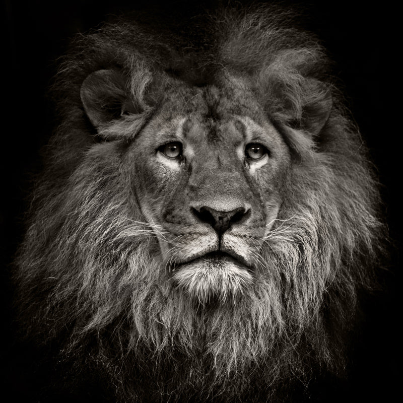 Photo Printed Lion Head Mural Wallpaper for Accent Wall, Black, Personalized Size Clearhalo 'Wall Decor' 'Wall Mural' 1508583