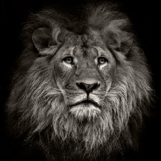 Photo Printed Lion Head Mural Wallpaper for Accent Wall, Black, Personalized Size Clearhalo 'Wall Decor' 'Wall Mural' 1508583