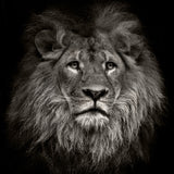 Photo Printed Lion Head Mural Wallpaper for Accent Wall, Black, Personalized Size Clearhalo 'Wall Decor' 'Wall Mural' 1508583