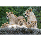 Contemporary Lion Family Wallpaper Mural for Bedroom Custom Wall Decoration in Brown Clearhalo 'Wall Decor' 'Wall Mural' 1508603