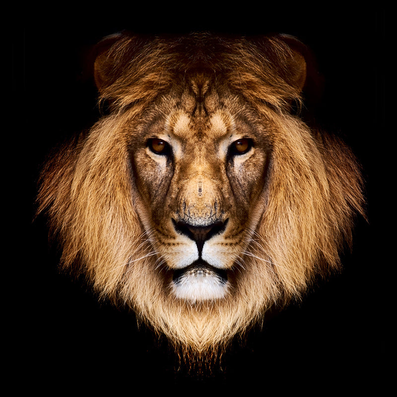 Brown Male Lion Head Mural Wallpaper Stain-Resistant Modern Living Room Wall Covering Clearhalo 'Wall Decor' 'Wall Mural' 1508613