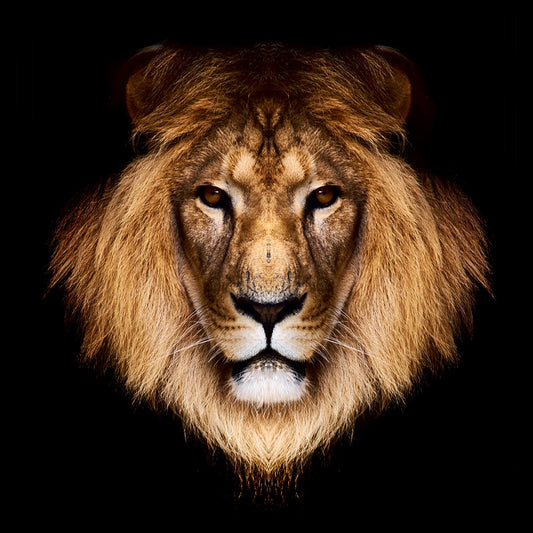 Brown Male Lion Head Mural Wallpaper Stain-Resistant Modern Living Room Wall Covering Clearhalo 'Wall Decor' 'Wall Mural' 1508613