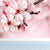Cherry Blossom Wall Mural Contemporary Washable Living Room Wall Covering, Personalize Pink Clearhalo 'Wall Decor' 'Wall Mural' 1595920