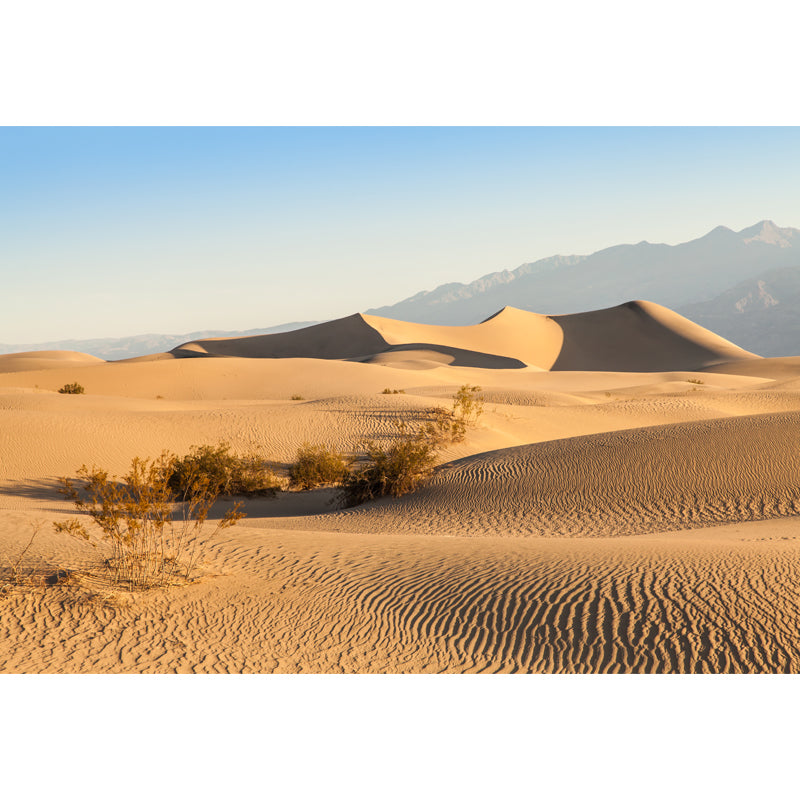 Desert Plants Wall Mural Decal Modern Non-Woven Material Wall Decor in Yellow for Home Clearhalo 'Wall Decor' 'Wall Mural' 1596337