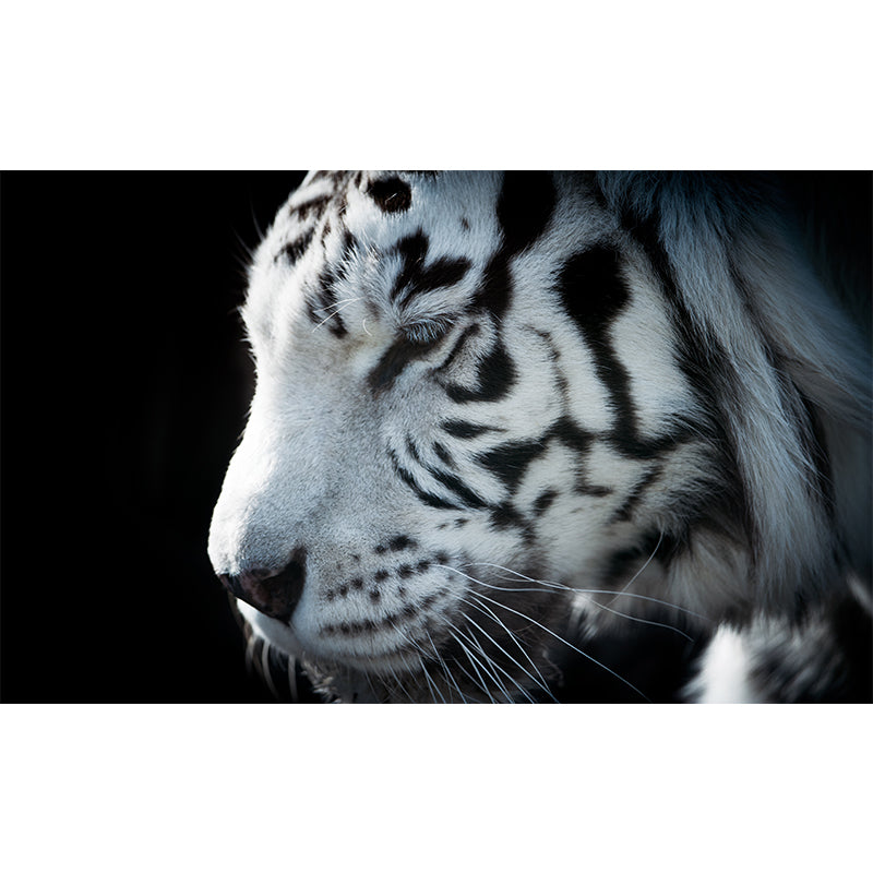 Contemporary Tame Asian Tiger Mural Wallpaper Black Nature Animals Wall Covering Clearhalo 'Wall Decor' 'Wall Mural' 1617196