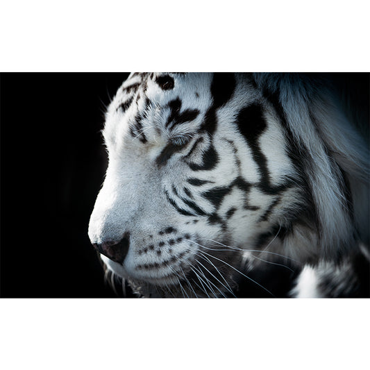 Contemporary Tame Asian Tiger Mural Wallpaper Black Nature Animals Wall Covering