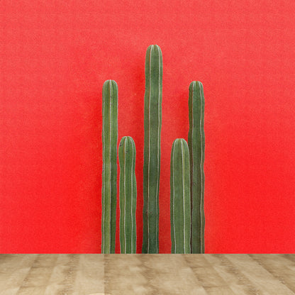 Illustration 3D Illusion Cactus Mural Giant Wall Covering for Dining Room, Custom Red Clearhalo 'Wall Decor' 'Wall Mural' 1618453