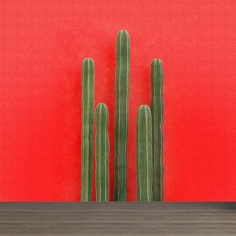 Illustration 3D Illusion Cactus Mural Giant Wall Covering for Dining Room, Custom Clearhalo 'Wall Decor' 'Wall Mural' 1618455