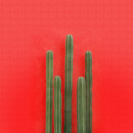 Illustration 3D Illusion Cactus Mural Giant Wall Covering for Dining Room, Custom Clearhalo 'Wall Decor' 'Wall Mural' 1618456