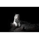 Modern Peaceable Tiger Mural Decal Black Waterproofing Wall Covering for Bathroom Clearhalo 'Wall Decor' 'Wall Mural' 1618969