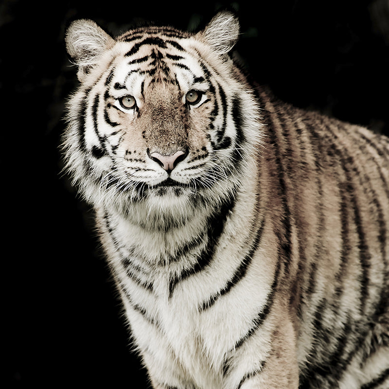 Modern Tiger Wall Mural Non-Woven Stain Resistant Black Wall Art for Living Room Clearhalo 'Wall Decor' 'Wall Mural' 1618979