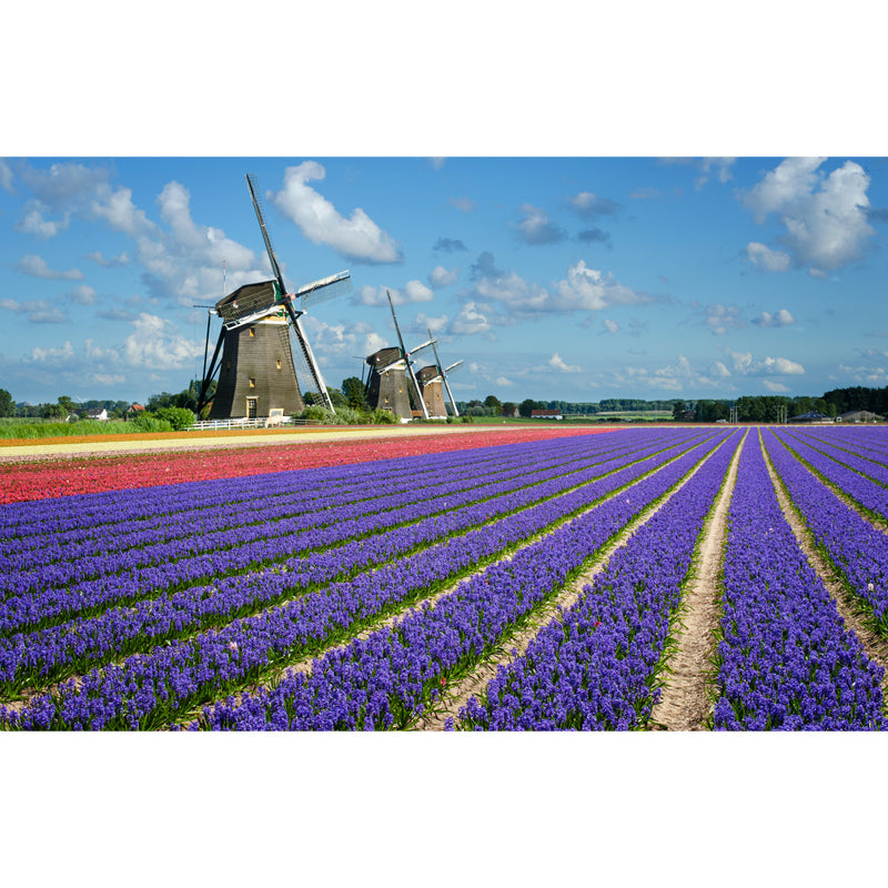 Full Size Photography Modern Mural Wallpaper with Windmill Landscape in Soft Color Clearhalo 'Wall Decor' 'Wall Mural' 1627751