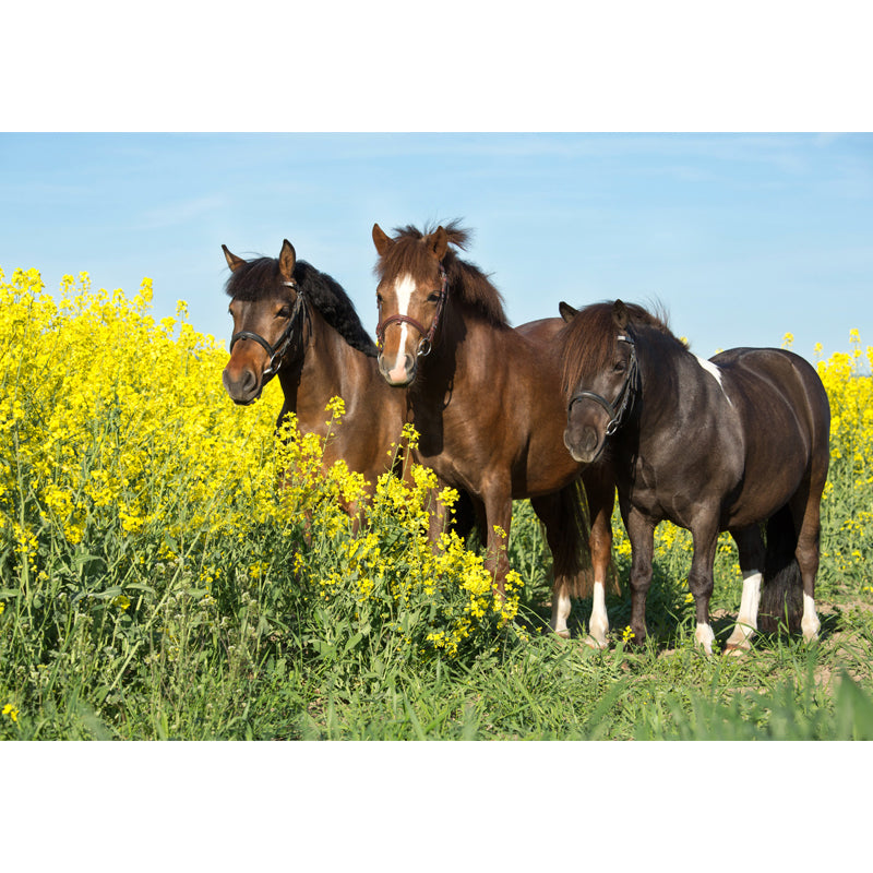 Horses Print Mural Decal Contemporary Non-Woven Texture Wall Art in Pastel Color Clearhalo 'Wall Decor' 'Wall Mural' 1637701