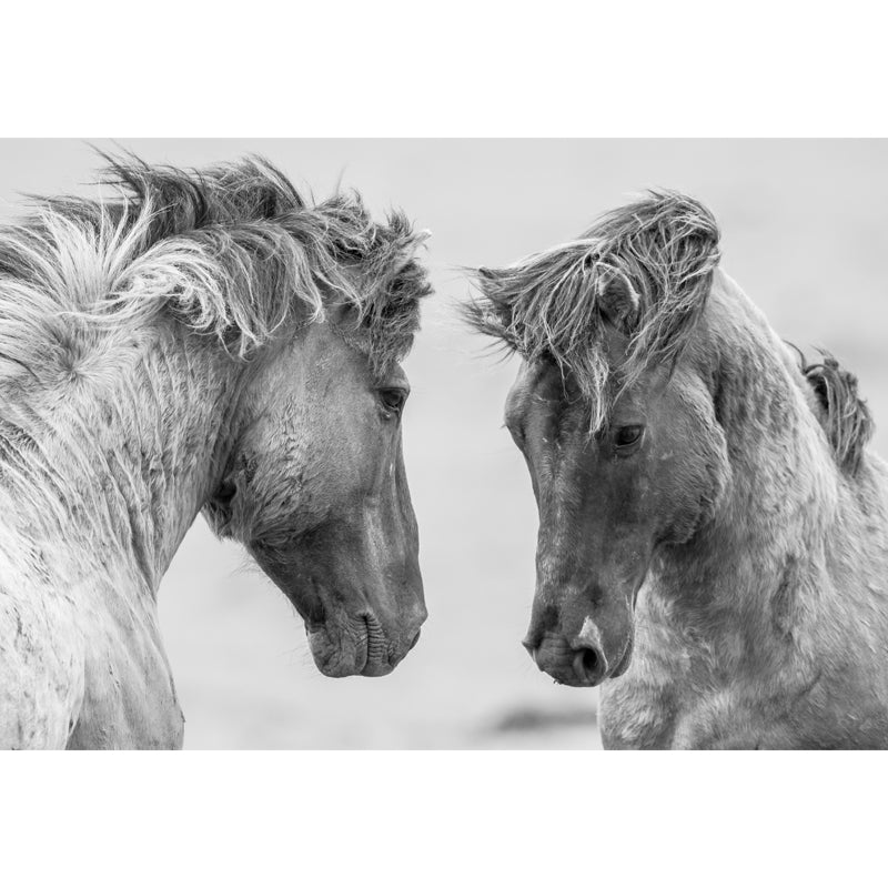 Horses Print Mural Decal Contemporary Non-Woven Texture Wall Art in Pastel Color Clearhalo 'Wall Decor' 'Wall Mural' 1637706