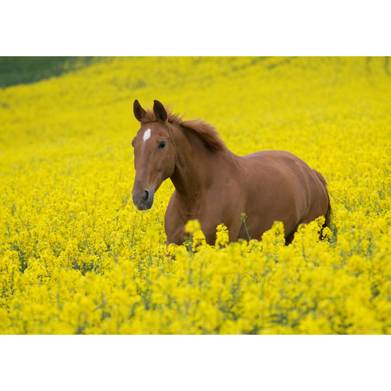 Horse Mural Decal Modern Decorative Boys Room Wall Covering, Custom Size Available Clearhalo 'Wall Decor' 'Wall Mural' 1637716