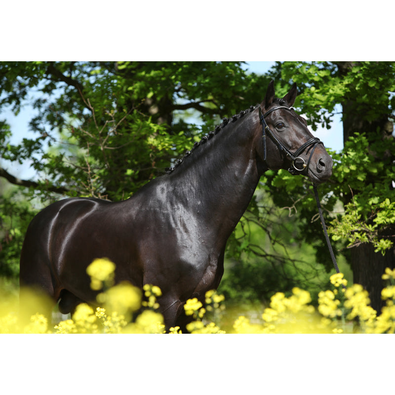 Contemporary Asian Horse Mural Wallpaper Light Color Nature Animals Wall Covering Clearhalo 'Wall Decor' 'Wall Mural' 1637756