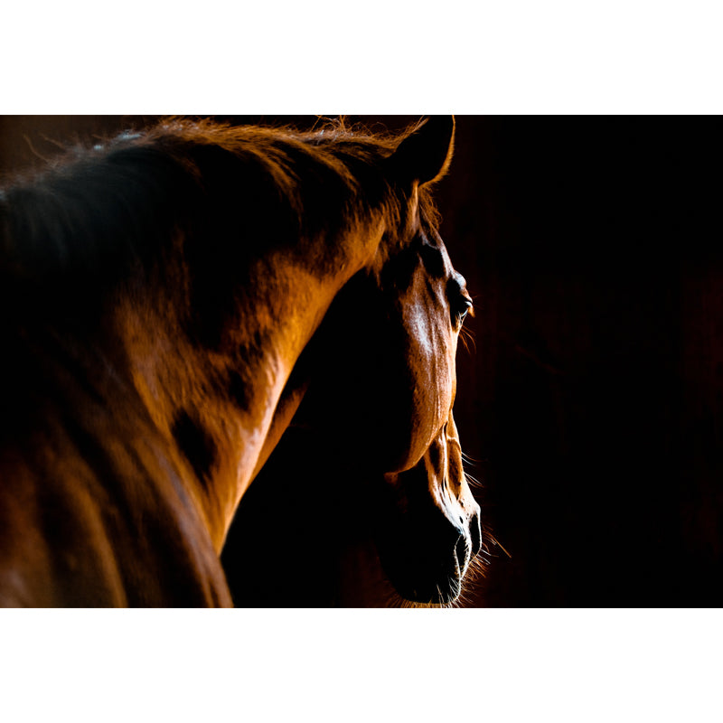 Modern Horse Mural Wallpaper Pastel Color Dining Room Wall Decor, Custom Printed Clearhalo 'Wall Decor' 'Wall Mural' 1637781