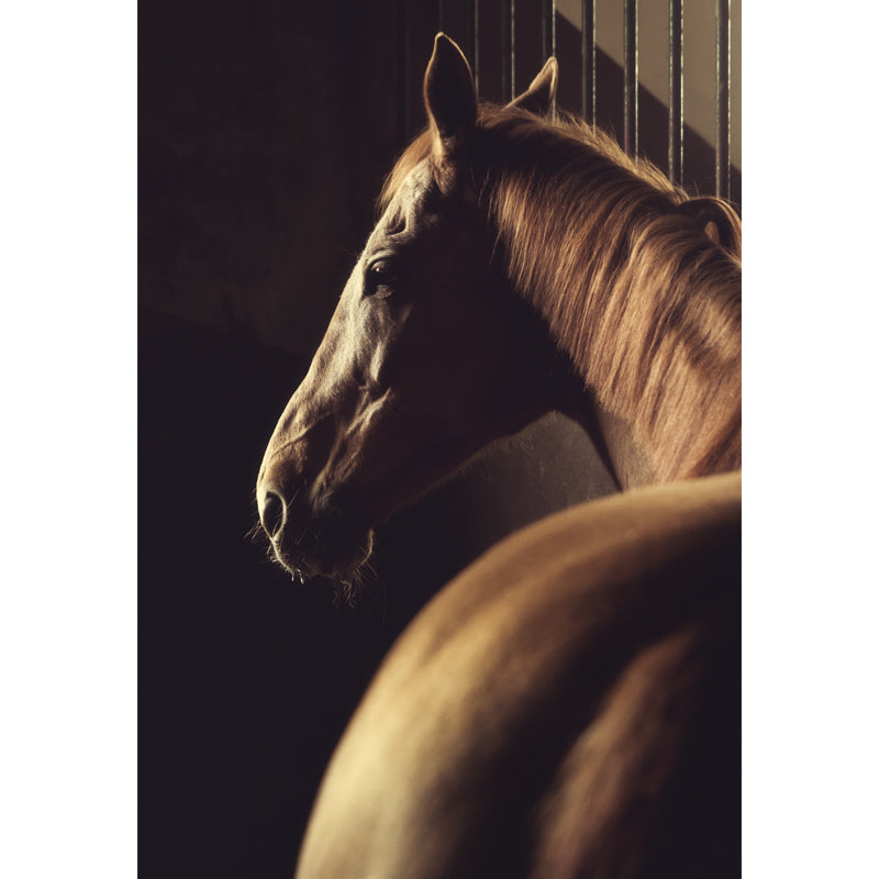 Extra Large Horse Mural Soft Color Non-Woven Wall Decor for Living Room, Personalised Clearhalo 'Wall Decor' 'Wall Mural' 1646438