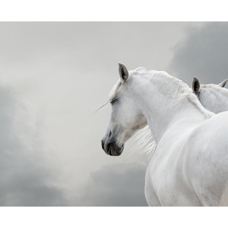 Big White Horse Print Mural Wallpaper Decorative Contemporary Living Room Wall Art Clearhalo 'Wall Decor' 'Wall Mural' 1646638