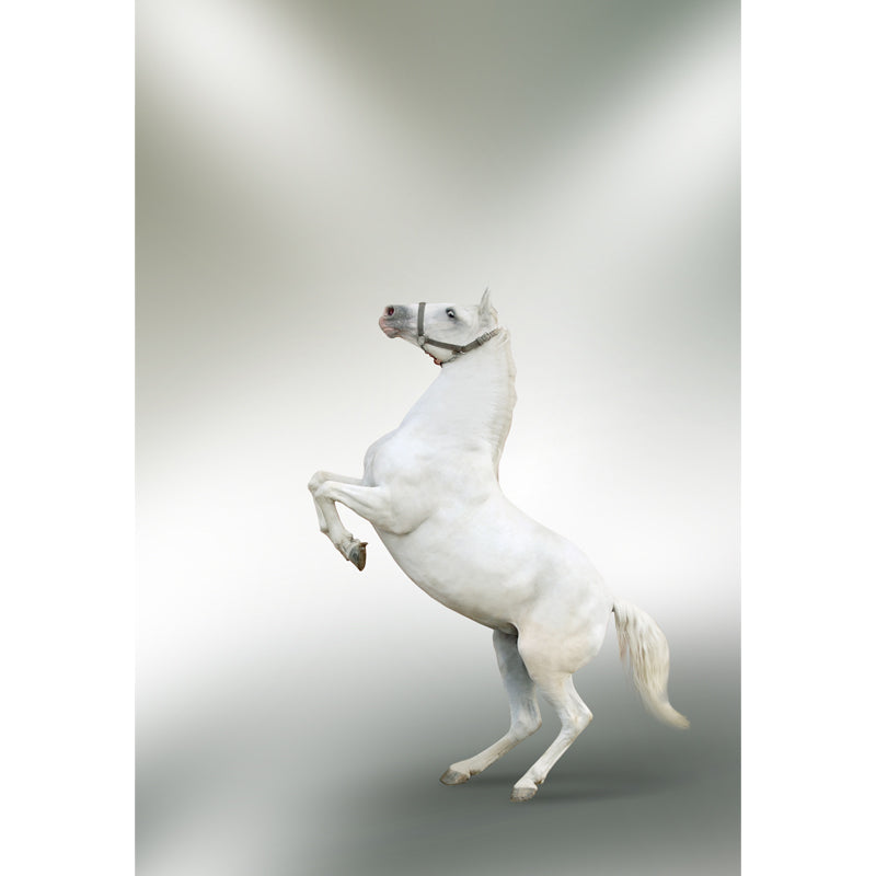 Huge Horse Mural Decal for Kitchen Animals Wall Art in Light Color, Stain Resistant Clearhalo 'Wall Decor' 'Wall Mural' 1646962