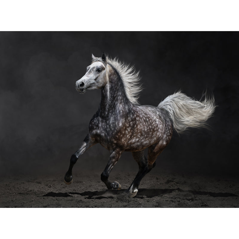 Full Size Photography Modern Mural Wallpaper with Running Steed Printed in Black Clearhalo 'Wall Decor' 'Wall Mural' 1647407