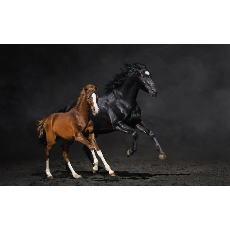 Full Size Photography Modern Mural Wallpaper with Running Steed Printed in Black Clearhalo 'Wall Decor' 'Wall Mural' 1647412