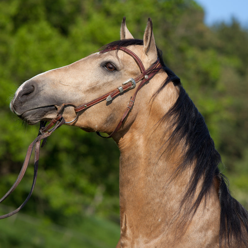 Large Tall Horse Mural Decal Contemporary Tameable Animals Wall Covering in Brown Clearhalo 'Wall Decor' 'Wall Mural' 1647437