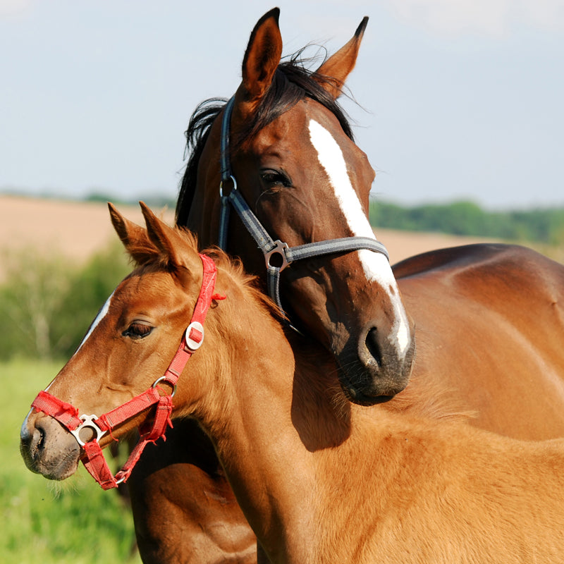 Large Tall Horse Mural Decal Contemporary Tameable Animals Wall Covering in Brown Clearhalo 'Wall Decor' 'Wall Mural' 1647447