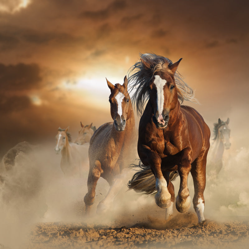 Large Tall Horse Mural Decal Contemporary Tameable Animals Wall Covering in Brown Clearhalo 'Wall Decor' 'Wall Mural' 1647452